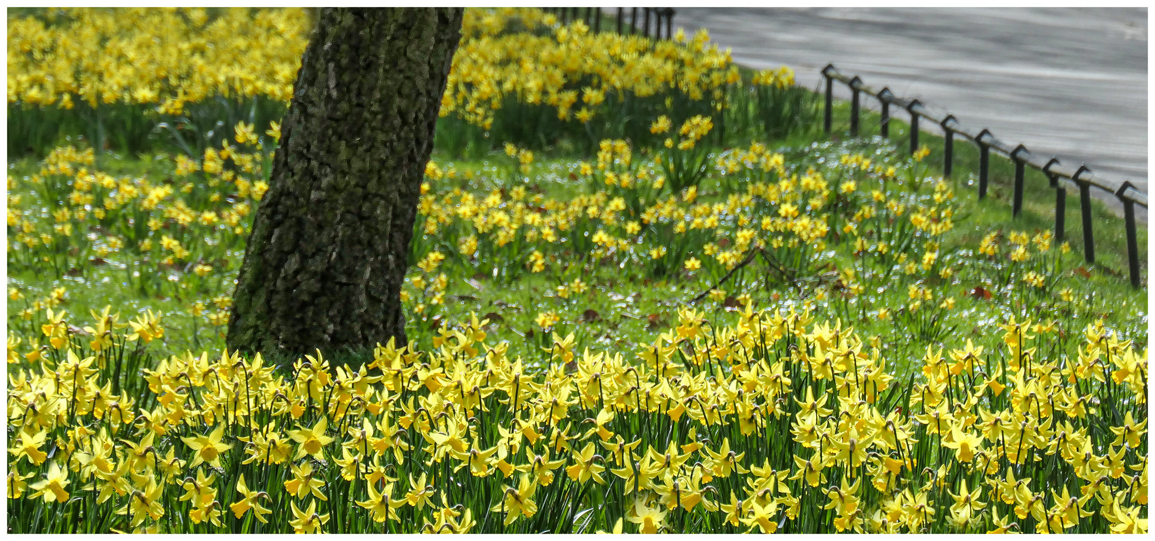 Frühling am Wegesrand