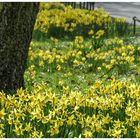 Frühling am Wegesrand