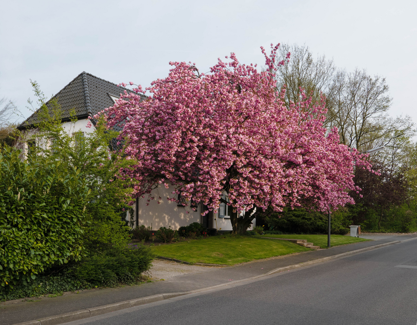 Frühling am Wegesrand