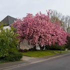 Frühling am Wegesrand