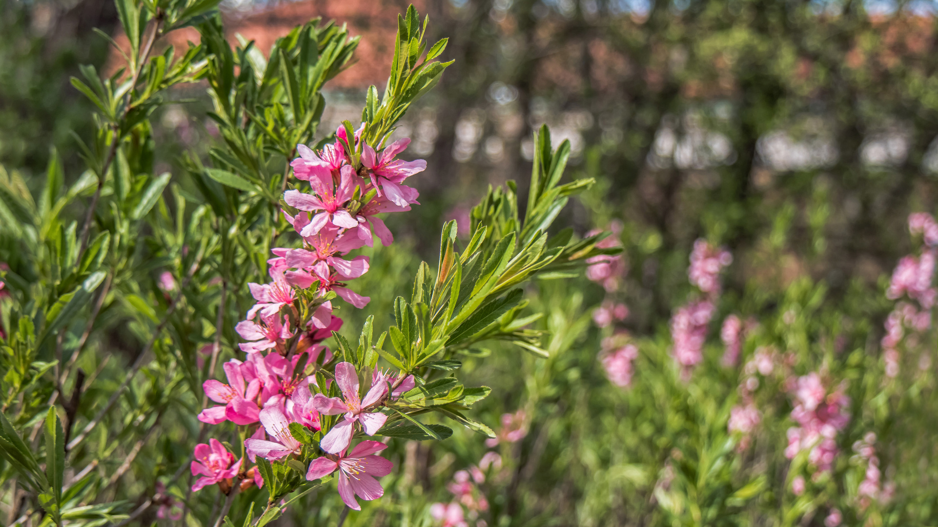 Frühling am Wegesrand