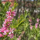 Frühling am Wegesrand