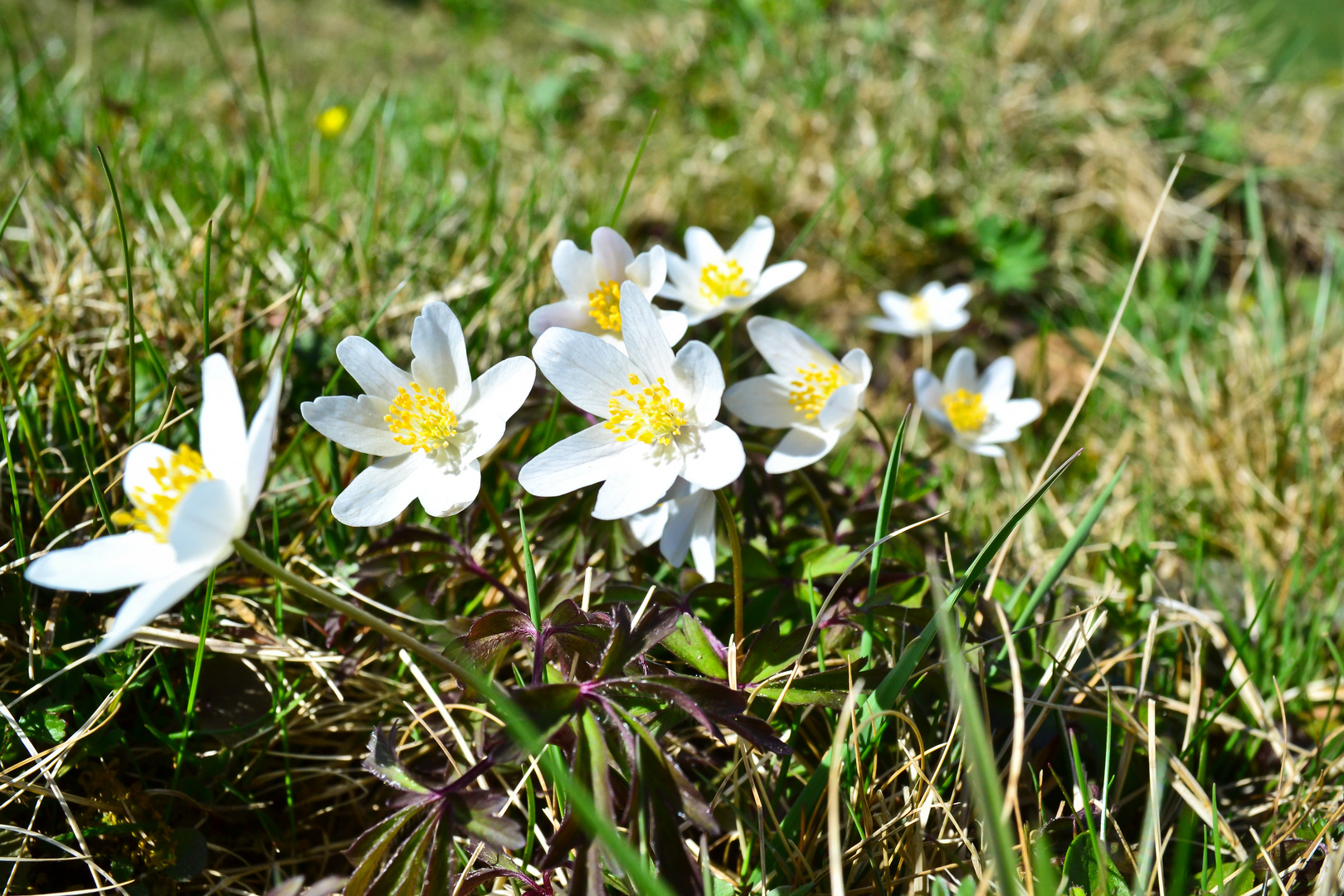 Frühling am Wegesrand