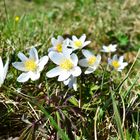 Frühling am Wegesrand