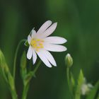 Frühling am Wegesrand