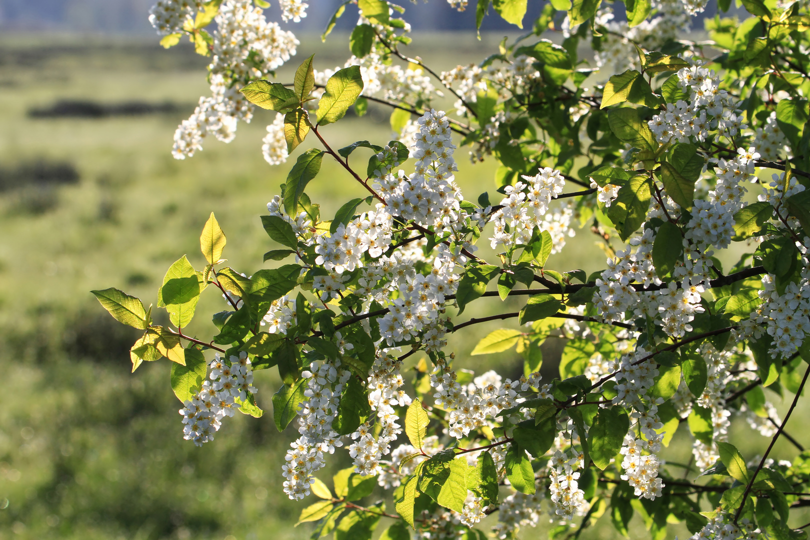 Frühling am Wegesrand bei Sonnenschein