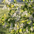 Frühling am Wegesrand bei Sonnenschein