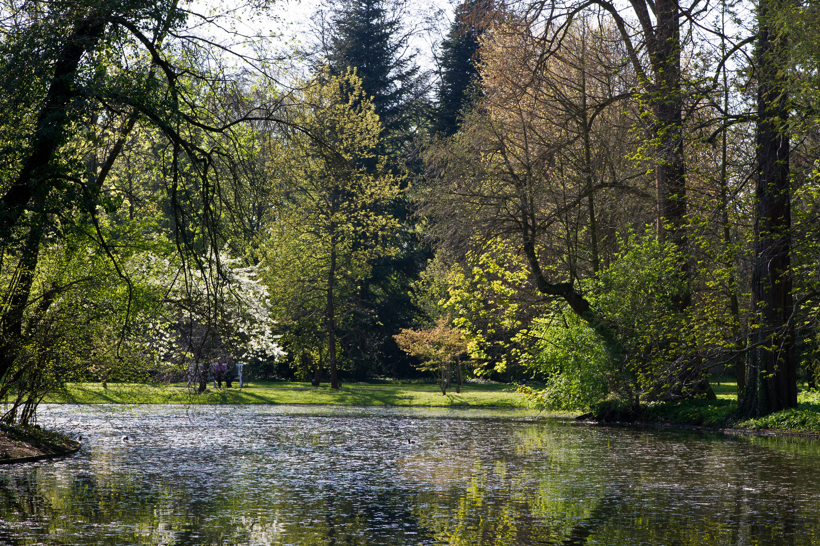 Frühling am Weiher