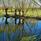 Frühling am Weiher