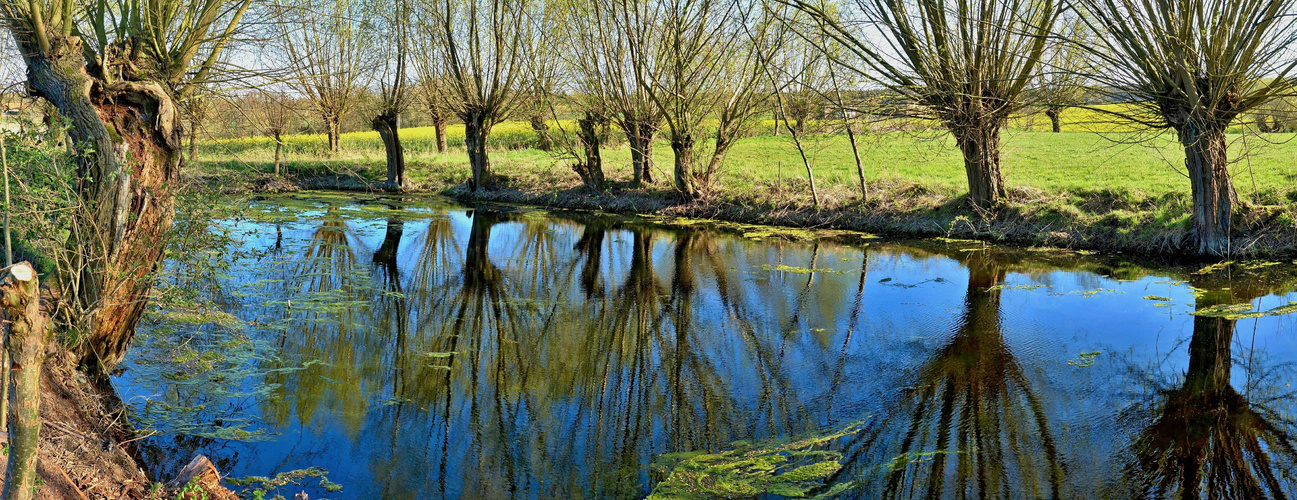 Frühling am Weiher