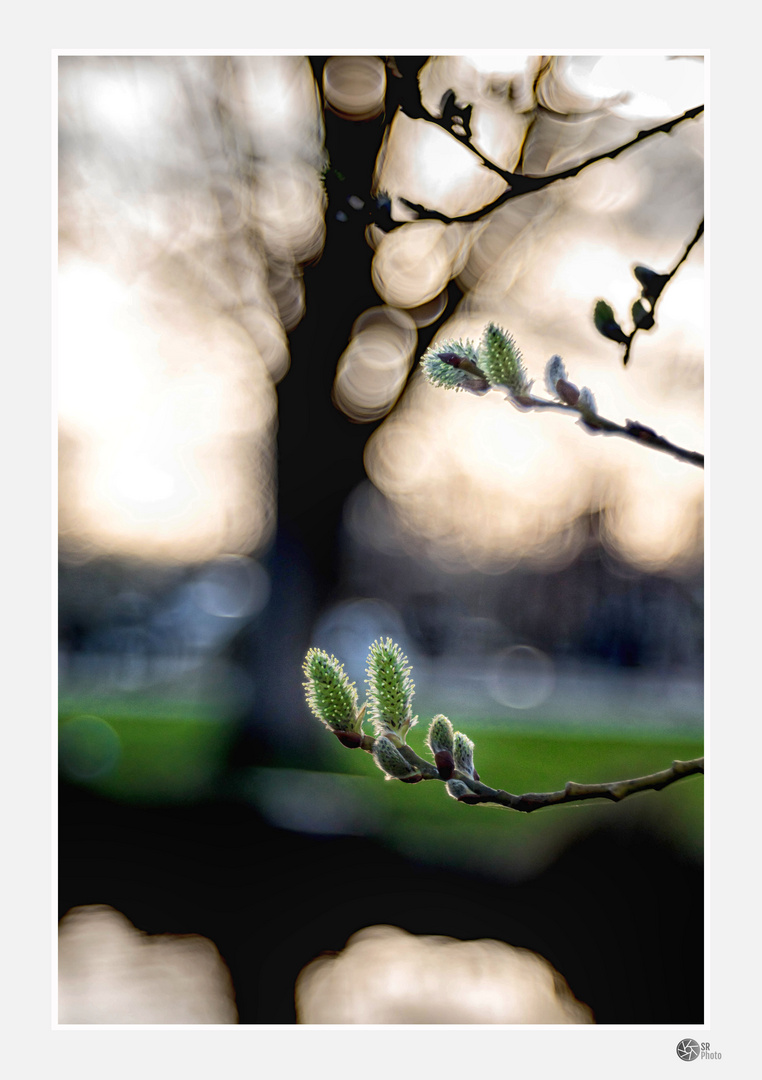 Frühling am Weiher