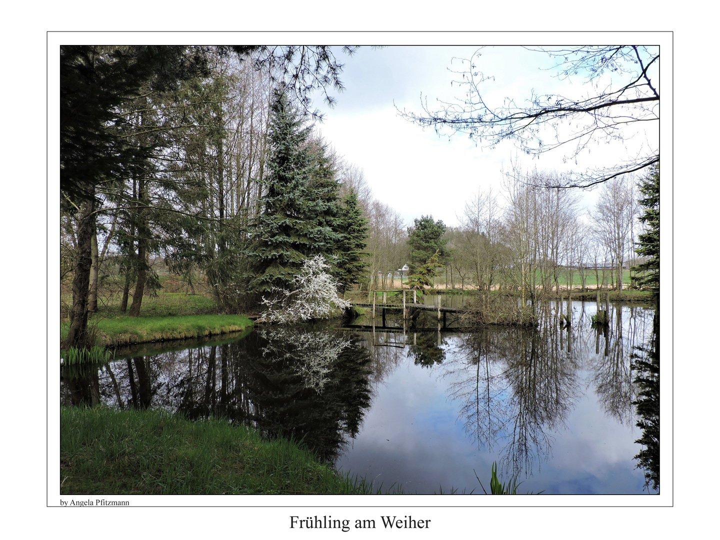 Frühling am Weiher