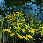 Frühling am Weiher