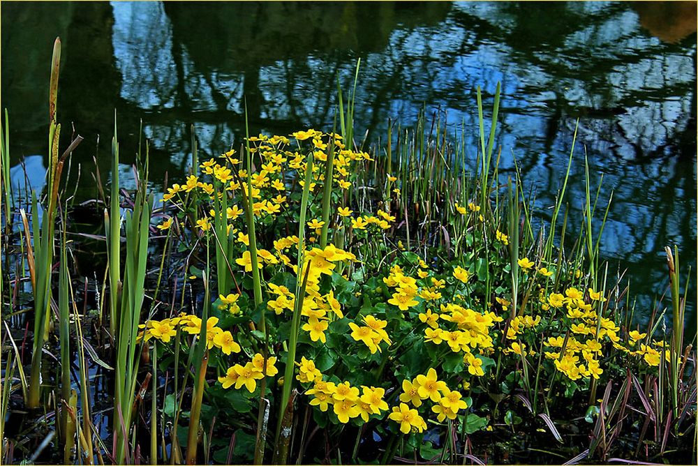 Frühling am Weiher