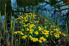 Frühling am Weiher