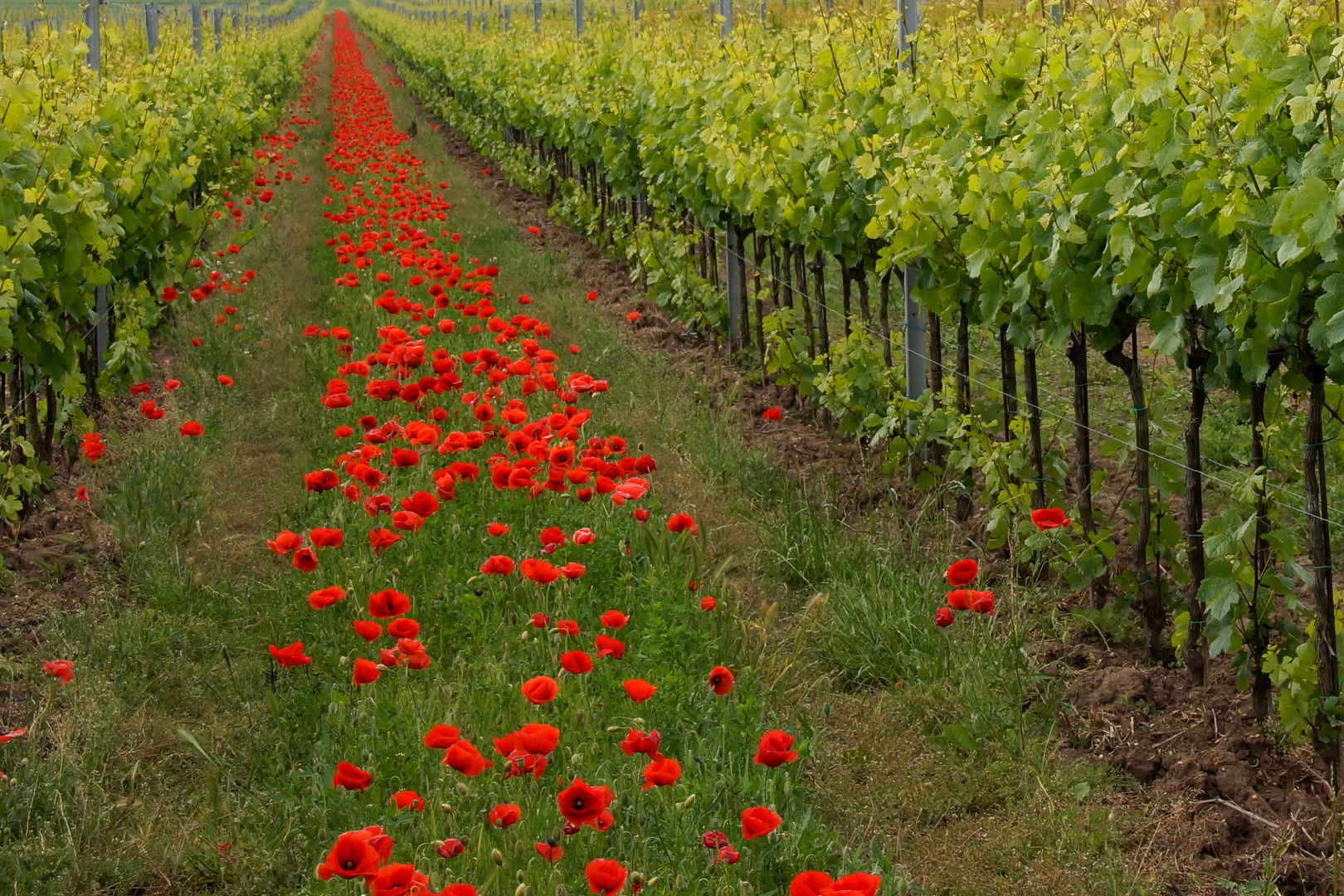 Frühling am Weinberg