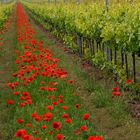 Frühling am Weinberg