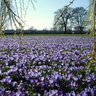 Frühling an den Düsseldorfer Rheinwiesen