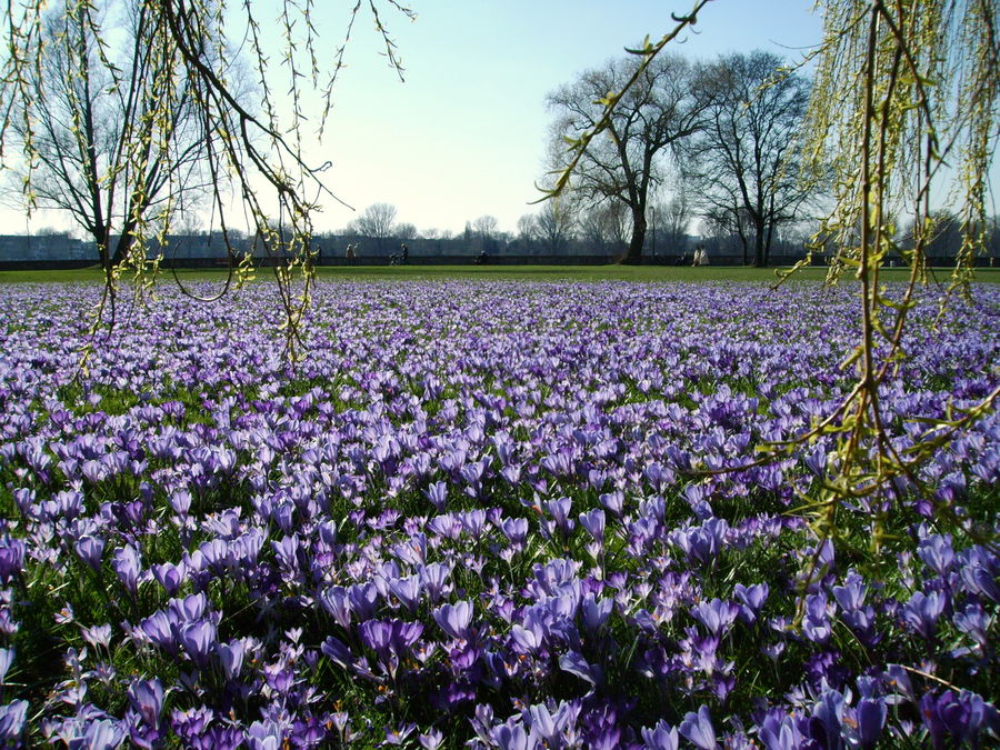 Frühling an den Düsseldorfer Rheinwiesen