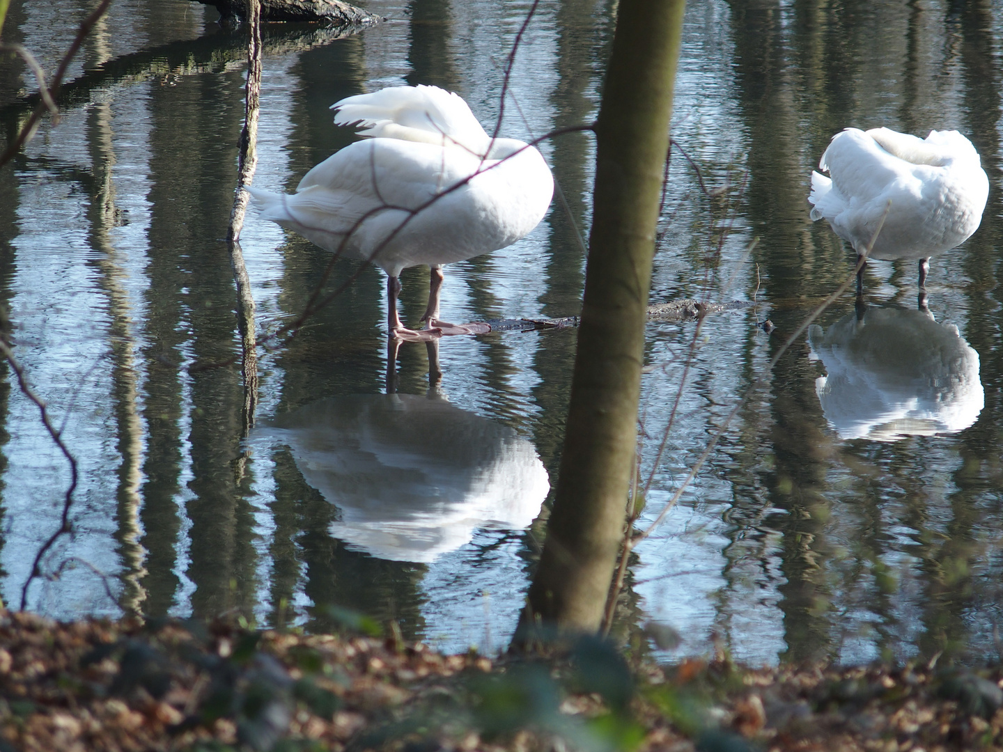 Frühling an den Kuhlen 1