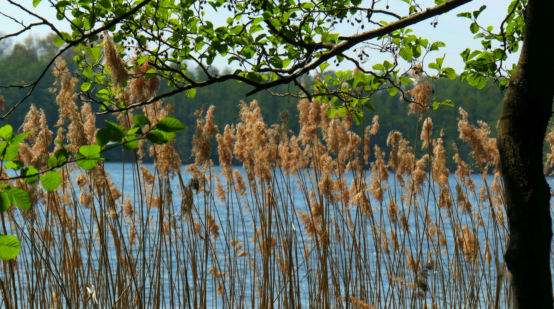 Frühling an den Sumter Karpfenteichen - Am See - Durchblick