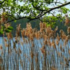 Frühling an den Sumter Karpfenteichen - Am See - Durchblick