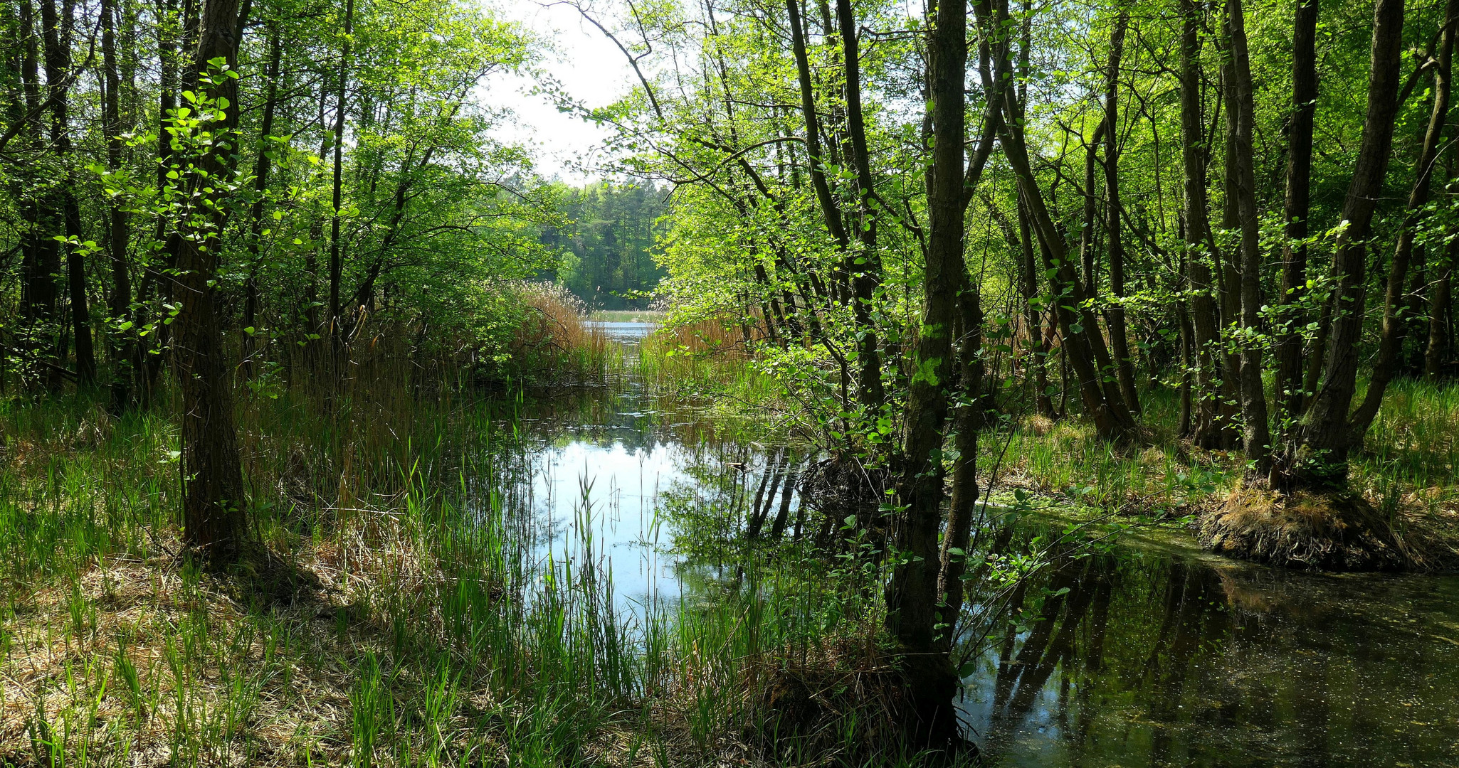 Frühling an den Sumter Karpfenteichen - Im Wald 1