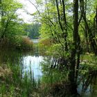 Frühling an den Sumter Karpfenteichen - Im Wald 1