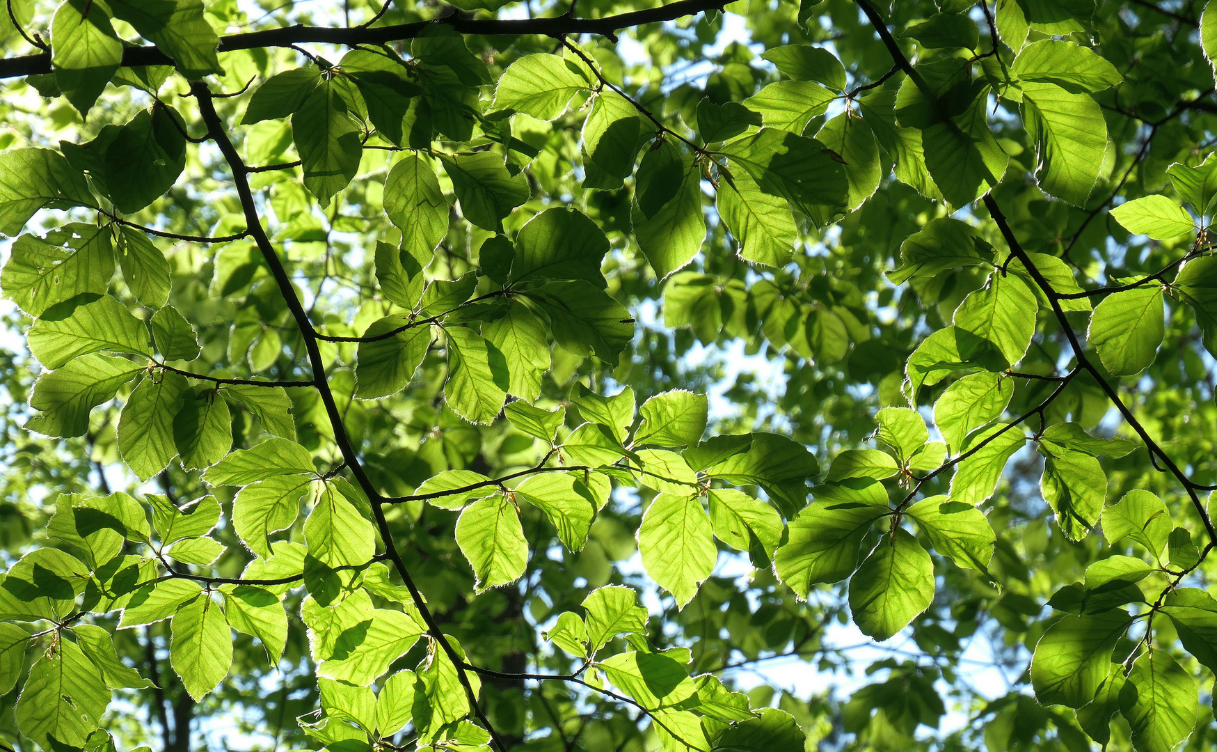 Frühling an den Sumter Karpfenteichen - Im Wald 2 - Licht