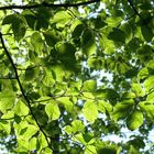 Frühling an den Sumter Karpfenteichen - Im Wald 2 - Licht