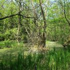 Frühling an den Sumter Karpfenteichen - Im Wald 3 - Sumpflandschaft