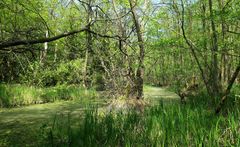 Frühling an den Sumter Karpfenteichen - Im Wald 3 - Sumpflandschaft