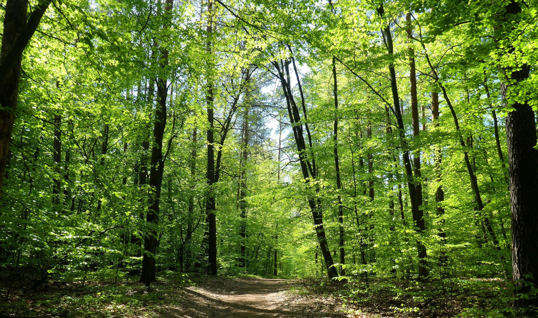 Frühling an den Sumter Karpfenteichen - Im Wald 4 - Der Weg hinaus