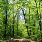 Frühling an den Sumter Karpfenteichen - Im Wald 4 - Der Weg hinaus