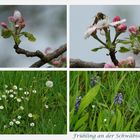 ...Frühling an der Alb 