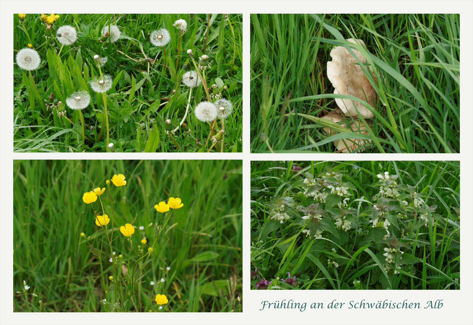 Frühling an der Alb 