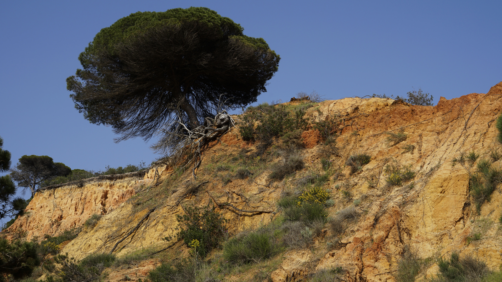 Frühling an der Algarve