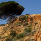 Frühling an der Algarve