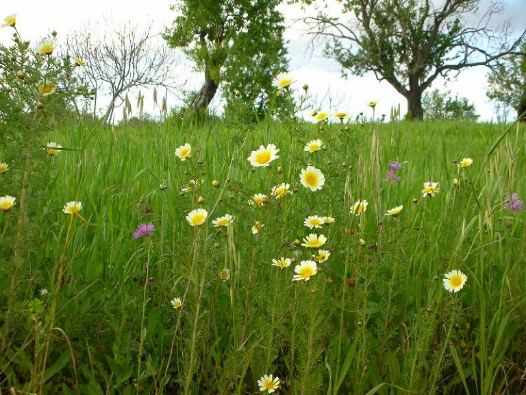 Frühling an der Algarve