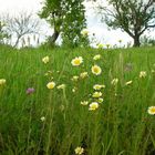 Frühling an der Algarve