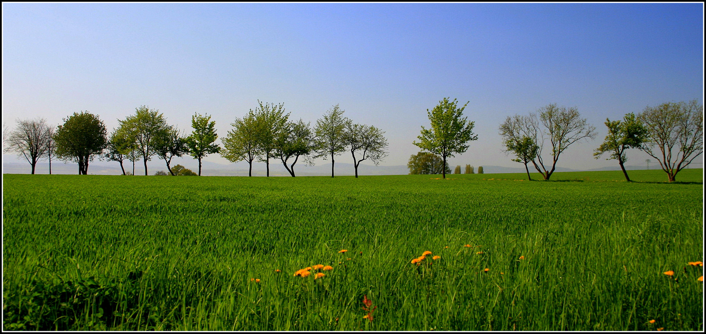 frühling an der allee