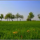 frühling an der allee