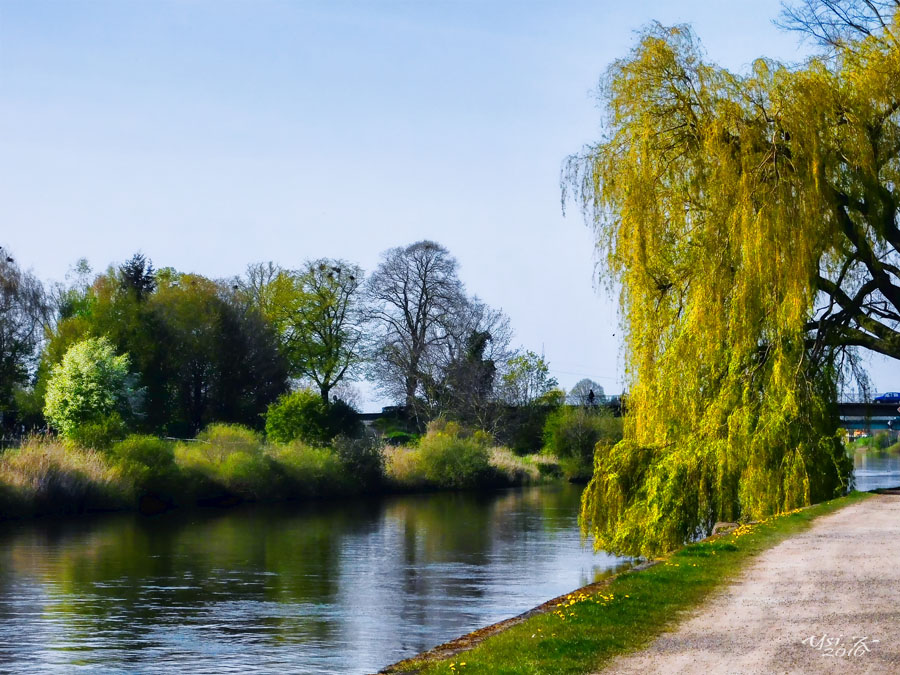 Frühling an der Aller