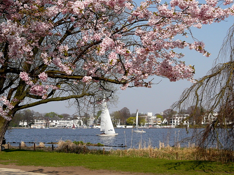 Frühling an der Alster 1