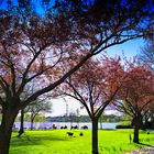 Frühling an der Alster