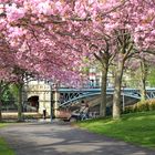 Frühling an der Alster