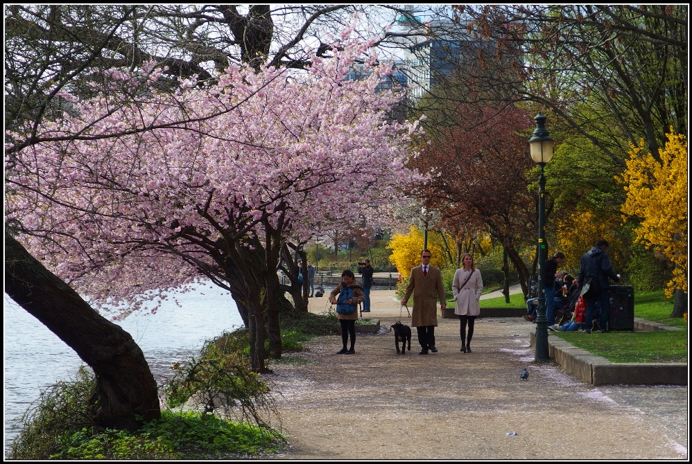 Frühling an der Alster