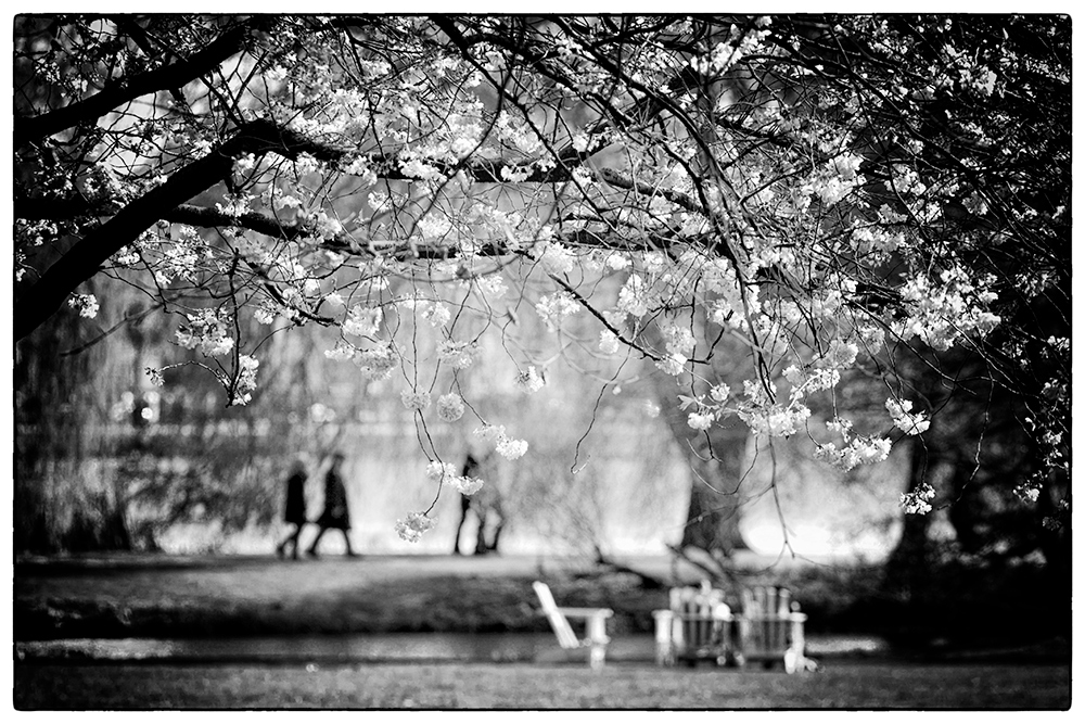 Frühling an der Alster