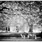 Frühling an der Alster