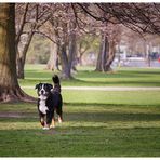 Frühling an der Alster I